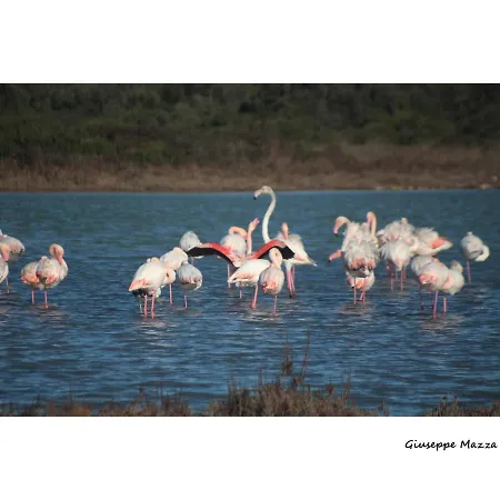 Gix Мандурия